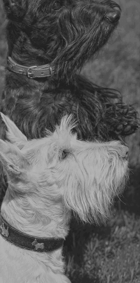 Los icónicos terriers escoceses